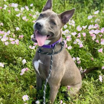 Pit Bull Terrier Dogs Available for Adoption in Dickinson, Texas - Diver | PetCurious