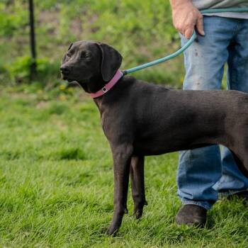 German Shorthaired Pointer and Black Labrador Retriever Dogs Available for Adoption in Pawling, New York - Sunny Sue | PetCurious