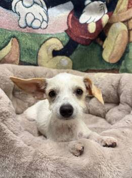 Lincoln -  Mixed Breed Dog for Adoption in Thousand Oaks, California - Lincoln | PetCurious