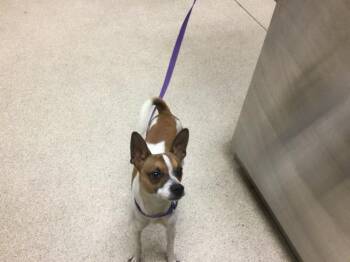 Parson Russell Terrier Dogs Available for Adoption in Riverside, California - ODIE | PetCurious