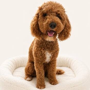 Macy -  Miniature Poodle and Golden Retriever Dog for Adoption in Redwood Falls, Minnesota - Macy | PetCurious