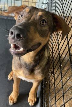 Dougy Fresh -  Hound and Shepherd Dog for Adoption in Mobile, Alabama - Dougy Fresh | PetCurious