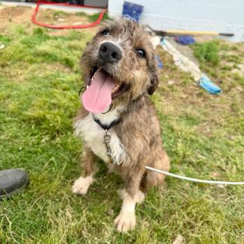 Mixed Breed Dogs Available for Adoption in Bentonville, Arkansas - Muskrat | PetCurious