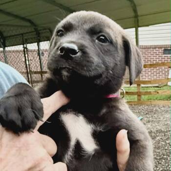 Black Labrador Retriever and Flat Coated Retriever Dogs Available for Adoption in Andover, Massachusetts - Sapphire Sparkly | PetCurious