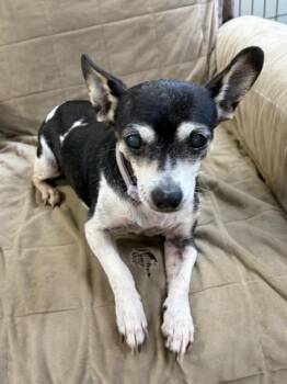 Pearl -  Chihuahua Dog for Adoption in Manchester, Tennessee - Pearl | PetCurious