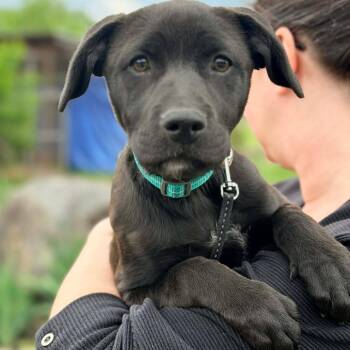 Mixed Breed Dogs Available for Adoption in Huntington, West Virginia - Posie | PetCurious