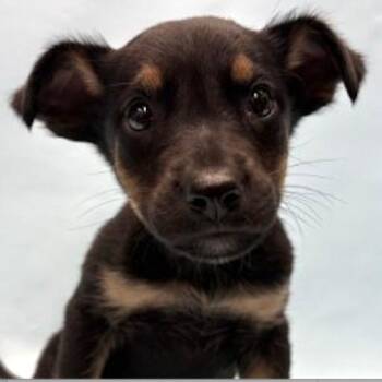 Roxie D12626 -  German Shepherd Dog and Labrador Retriever Dog for Adoption - Roxie D12626 | PetCurious