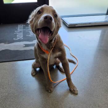 Nate -  Pit Bull Terrier and Labrador Retriever Dog for Adoption in Sand Springs, Oklahoma - Nate | PetCurious