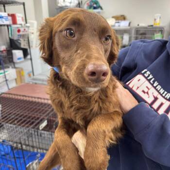 Mixed Breed Dogs Available for Adoption in Fredericksburg, Virginia - Dove | PetCurious