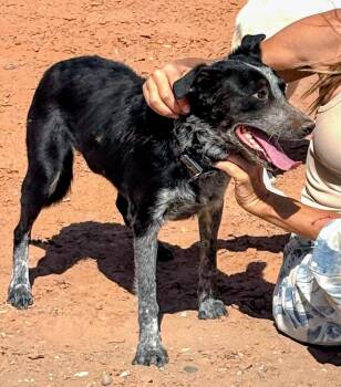Marcella -  Australian Cattle Dog Blue Heeler and Mixed Breed Dog for Adoption in Evergreen, Colorado - Marcella | PetCurious