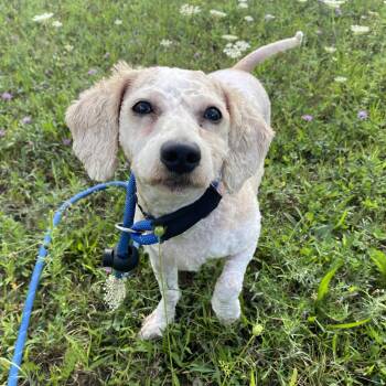 Ginny -  Miniature Poodle Dog for Adoption in Allegan, Michigan - Ginny | PetCurious