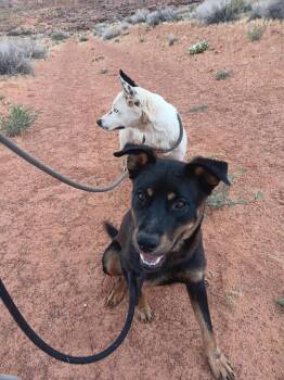 Poe -  Rottweiler and Cattle Dog Dog for Adoption in Page, Arizona - Poe | PetCurious