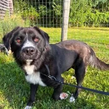 Bear -  Black Labrador Retriever Dog for Adoption in Hopkinton, Massachusetts - Bear | PetCurious