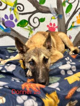 Rescue Belgian Shepherd Malinois Dogs for Adoption in Brookhaven, Mississippi - Donner 25 | PetCurious