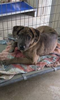 Rescue Catahoula Leopard Dog Dogs for Adoption in Paris, Kentucky - Peppermint Patty | PetCurious