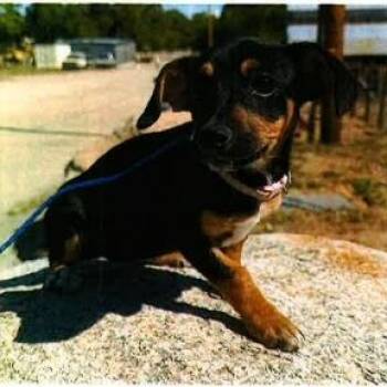 Chihuahua Dogs Available for Adoption in Hawthorne, California - Rachel | PetCurious