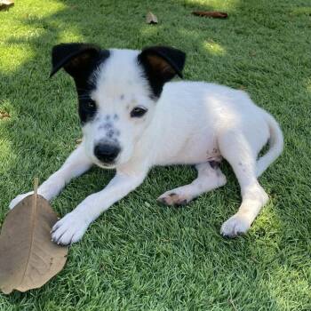 Colby -  Cattle Dog and Terrier Dog for Adoption in Escondido, California - Colby | PetCurious