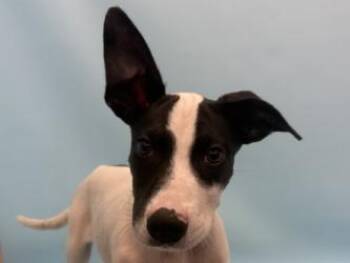Sean -  Australian Kelpie and Mixed Breed Dog for Adoption in Golden Valley, Minnesota - Sean | PetCurious