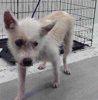 LULU -  West Highland White Terrier Westie and Mixed Breed Dog for Adoption in Houston, Texas - LULU | PetCurious