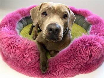 Pit Bull Terrier and Mixed Breed Dogs Available for Adoption - PRINCESS | PetCurious