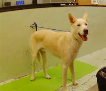 CANELO -  Husky and Mixed Breed Dog for Adoption in Houston, Texas - CANELO | PetCurious