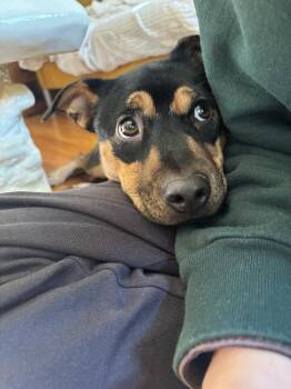 Jessie -  Miniature Pinscher and Beagle Dog for Adoption in New York, New York - Jessie | PetCurious