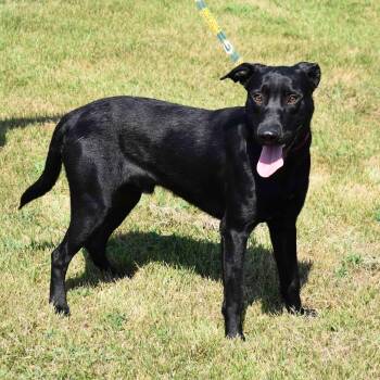 Rescue Labrador Retriever Dogs for Adoption in Searcy, Arkansas - Turbo | PetCurious