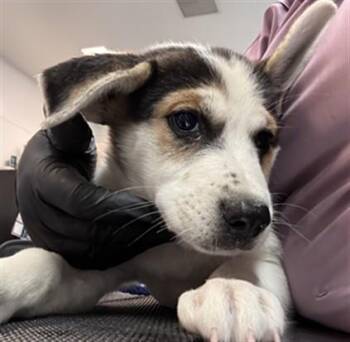 DOLLY -  Labrador Retriever and Mixed Breed Dog for Adoption in Riverside, California - DOLLY | PetCurious