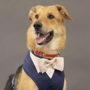 Greg -  German Shepherd Dog and Mixed Breed Dog for Adoption in Phoenix, Arizona - Greg | PetCurious