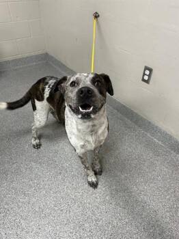 CHICO -  Pit Bull Terrier and Mixed Breed Dog for Adoption in Pasadena, Texas - CHICO | PetCurious