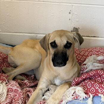 Koa -  Black Mouth Cur Dog for Adoption in West Palm Beach, Florida - Koa | PetCurious