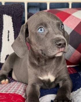 Weimaraner and Catahoula Leopard Dog Dogs Available for Adoption in Washington, District Of Columbia - Babe Riker | PetCurious