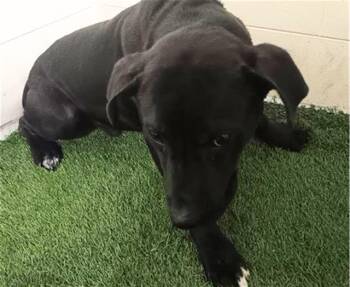 American Bulldog and Mixed Breed Dogs Available for Adoption - A1258893 | PetCurious