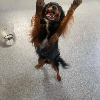 Prince William -  Cavalier King Charles Spaniel Dog for Adoption in Plainfield, Illinois - Prince William | PetCurious