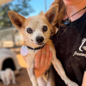Wadsworth -  Chihuahua Dog for Adoption in Ramona, California - Wadsworth | PetCurious