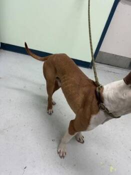 Apollo -  Mixed Breed Dog for Adoption in Savannah, Georgia - Apollo | PetCurious