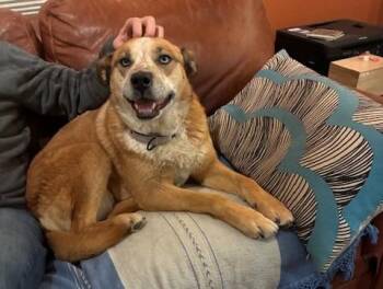 Australian Cattle Dog Blue Heeler and Mixed Breed Dogs Available for Adoption in Santa Fe, New Mexico - PECAS | PetCurious