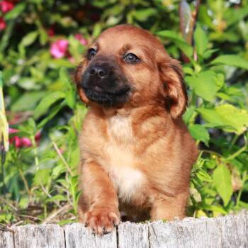 CT Remy avail Jun 13 (Four Town Craft Fair- Somers, CT) -  Shepherd and Mixed Breed Dog for Adoption in Stormville, New York - CT Remy Avail Jun 13 (Four Town Craft Fair- Somers, CT) | PetCurious