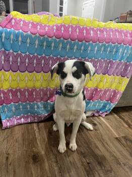 Feist Dogs Available for Adoption - Hudson | PetCurious