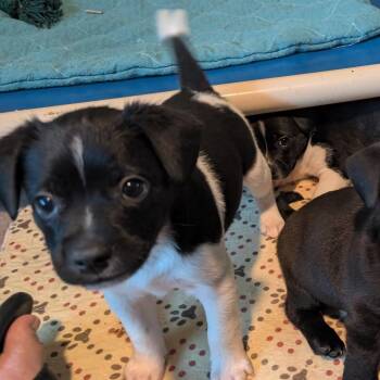 Dorchester -  Boston Terrier and Terrier Dog for Adoption in San Antonio, Texas - Dorchester | PetCurious