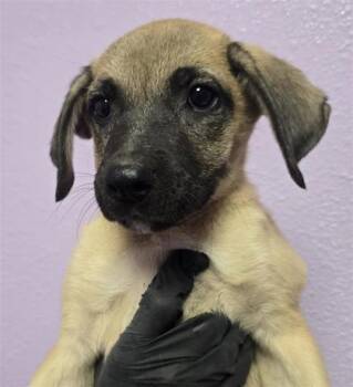 puppy 5 -  Mixed Breed Dog for Adoption in El Paso, Texas - Puppy 5 | PetCurious