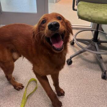 Frybread -  Golden Retriever and Mixed Breed Dog for Adoption in Englewood, Florida - Frybread | PetCurious