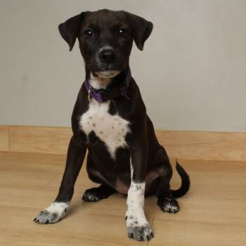 Rescue Terrier and Mixed Breed Dogs for Adoption in Minnetonka, Minnesota - Tombstone Tillie D66749 | PetCurious