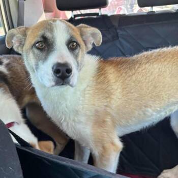 Stitch -  Mixed Breed Dog for Adoption in Wichita, Kansas - Stitch | PetCurious
