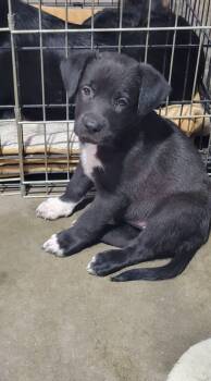 Loretta -  Australian Shepherd Dog for Adoption in Elk River, Minnesota - Loretta | PetCurious