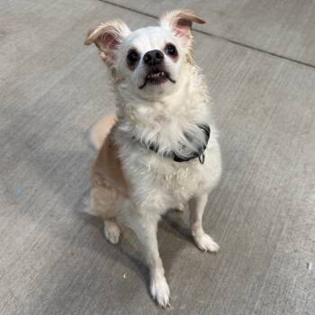 Rescue Poodle and Chihuahua Dogs for Adoption in Las Vegas, Nevada - Ryan | PetCurious