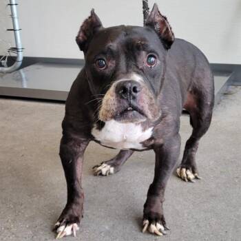 Mixed Breed Dogs Available for Adoption - Sophia | PetCurious