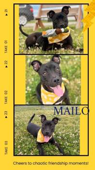 Pit Bull Terrier and Mixed Breed Dogs Available for Adoption in Rensselaer, Indiana - Mailo | PetCurious