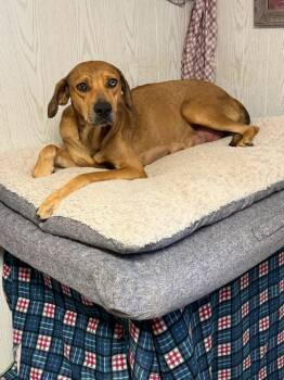 Rescue Redbone Coonhound Dogs for Adoption in Opelousas, Louisiana - FANNIE | PetCurious