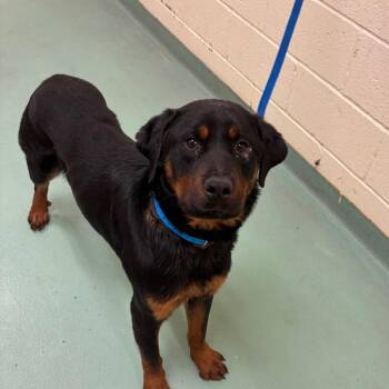 Mixed Breed Dogs Available for Adoption - Vegas | PetCurious